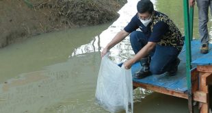 Peringati HUT ke 41, PTBA Tebar Ribuan Benih Ikan Gabus dan Patin