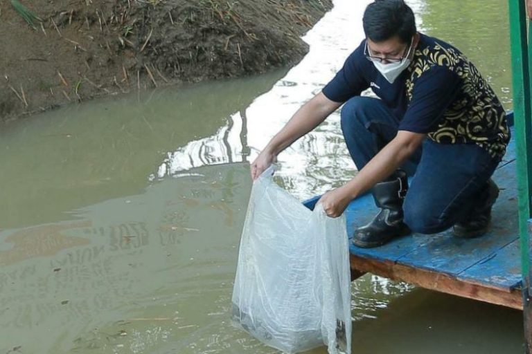 Peringati HUT ke 41, PTBA Tebar Ribuan Benih Ikan Gabus dan Patin