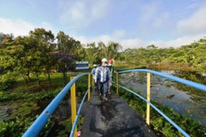 Bukit Asam Manfaatkan Akar Wangi untuk Bersihkan Air Asam Tambang. (foto : SMSI Sumsel)