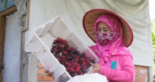 Sekelompok ibu rumah melakukan pengolahan Rosella di kawasan Sentra Industri Bukit Asam (SIBA) Center, Desa Lingga, Kecamatan Lawang Kidul, Kabupaten Muara Enim. (foto : Humas PT. Bukit Asam)