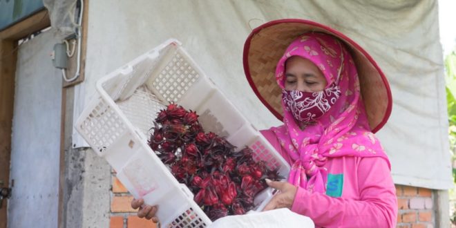 Sekelompok ibu rumah melakukan pengolahan Rosella di kawasan Sentra Industri Bukit Asam (SIBA) Center, Desa Lingga, Kecamatan Lawang Kidul, Kabupaten Muara Enim. (foto : Humas PT. Bukit Asam)