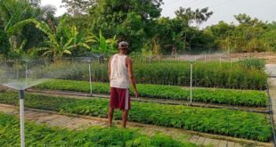 Lahan tidur seluas 1,3 hektar (ha) di Desa Tanjung Karangan, Kecamatan Tanjung Agung, Kabupaten Muara Enim, Provinsi Sumatera Selatan, kini menghijau. Lebih dari 40.000 bibit tanaman dibudidayakan. (foto : SMSI Sumsel)