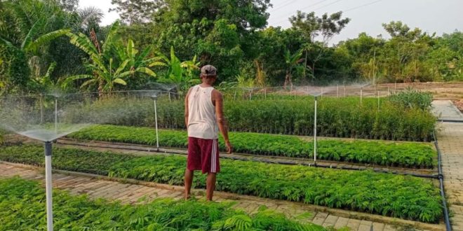 Lahan tidur seluas 1,3 hektar (ha) di Desa Tanjung Karangan, Kecamatan Tanjung Agung, Kabupaten Muara Enim, Provinsi Sumatera Selatan, kini menghijau. Lebih dari 40.000 bibit tanaman dibudidayakan. (foto : SMSI Sumsel)