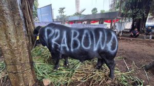 Sapi pemberian dari Prabowo Subianto yang akan dikorbankan pada hari raya Idul Adha 1445 Hijriah. (Bekisar Media / DPP Partai Gerindra)