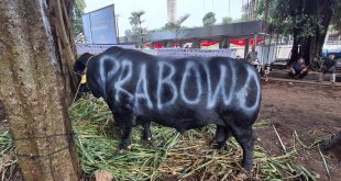 Sapi pemberian dari Prabowo Subianto yang akan dikorbankan pada hari raya Idul Adha 1445 Hijriah. (Bekisar Media / DPP Partai Gerindra)