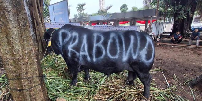 Sapi pemberian dari Prabowo Subianto yang akan dikorbankan pada hari raya Idul Adha 1445 Hijriah. (Bekisar Media / DPP Partai Gerindra)