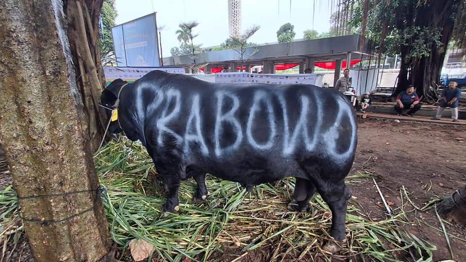 Sapi pemberian dari Prabowo Subianto yang akan dikorbankan pada hari raya Idul Adha 1445 Hijriah. (Bekisar Media / DPP Partai Gerindra)