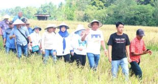 Bakal Cawagub Sumsel, Cik Ujang, saat menghadiri panen Padi Raya 80 hektar di Desa Kedaton, Kecamatan Jarai, Kabupaten Lahat, hari Minggu tanggal 23 Juni 2024. (Bekisar Media / Firza Anugera Putra)