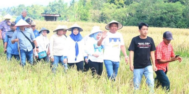 Bakal Cawagub Sumsel, Cik Ujang, saat menghadiri panen Padi Raya 80 hektar di Desa Kedaton, Kecamatan Jarai, Kabupaten Lahat, hari Minggu tanggal 23 Juni 2024. (Bekisar Media / Firza Anugera Putra)