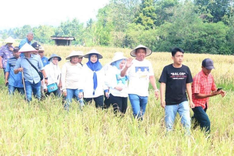 Bakal Cawagub Sumsel, Cik Ujang, saat menghadiri panen Padi Raya 80 hektar di Desa Kedaton, Kecamatan Jarai, Kabupaten Lahat, hari Minggu tanggal 23 Juni 2024. (Bekisar Media / Firza Anugera Putra)