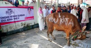 Bakal Calon Wali Kota Palembang Periode 2024-2029, Nandriani Octarina, menyerahkan sapi untuk diqurbankan pada hari Raya Idul Adha tahun 2024. (Bekisar Media / Oyong Hairudin)