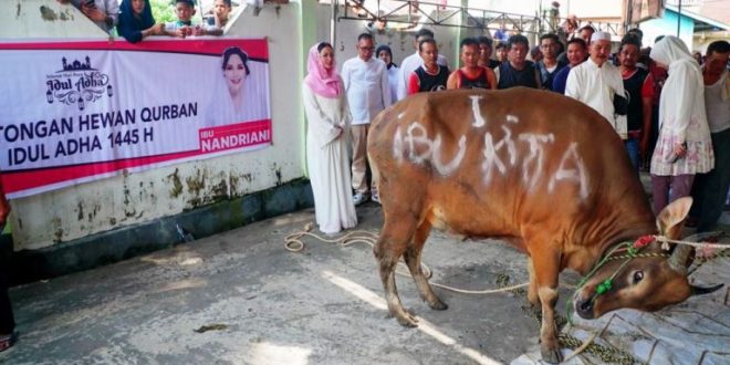 Bakal Calon Wali Kota Palembang Periode 2024-2029, Nandriani Octarina, menyerahkan sapi untuk diqurbankan pada hari Raya Idul Adha tahun 2024. (Bekisar Media / Oyong Hairudin)