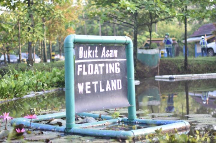 PT. Bukit Asam Tbk (PTBA) berinovasi mengembangkan lahan basah buatan (constructed wetland) untuk menghilangkan bahan pencemar seperti logam berat dan mampu menetralkan air asam tambang. (Bekisar Media / PT. Bukit Asam)