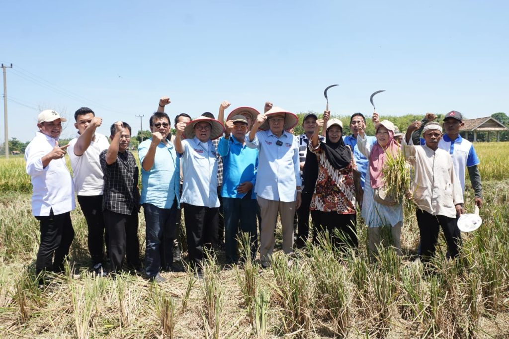 Bakal Calon Gubernur Provinsi Sumatera Selatan, Mawardi Yahya, menghadiri panen raya di Desa Cahya Negeri, Kecamatan Semendawai Suku III, Kabupaten OKU Timur, pada hari Jum'at tanggal 20 September 2024. (BekisarMedia.id/Angga)