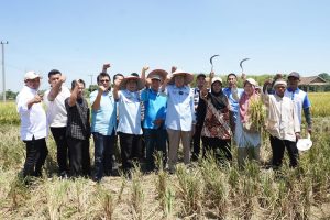 Bakal Calon Gubernur Provinsi Sumatera Selatan, Mawardi Yahya, menghadiri panen raya di Desa Cahya Negeri, Kecamatan Semendawai Suku III, Kabupaten OKU Timur, pada hari Jum'at tanggal 20 September 2024. (BekisarMedia.id/Angga)