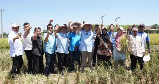 Bakal Calon Gubernur Provinsi Sumatera Selatan, Mawardi Yahya, menghadiri panen raya di Desa Cahya Negeri, Kecamatan Semendawai Suku III, Kabupaten OKU Timur, pada hari Jum'at tanggal 20 September 2024. (BekisarMedia.id/Angga)