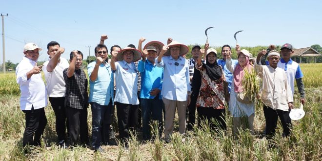 Bakal Calon Gubernur Provinsi Sumatera Selatan, Mawardi Yahya, menghadiri panen raya di Desa Cahya Negeri, Kecamatan Semendawai Suku III, Kabupaten OKU Timur, pada hari Jum'at tanggal 20 September 2024. (BekisarMedia.id/Angga)