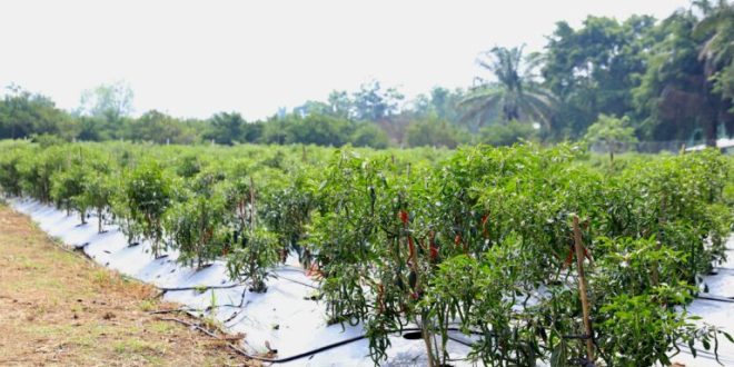 Penjabat (Pj.) Gubernur Provinsi Sumatera Selatan (Sumsel), Elen Setiadi, bersama Kepala Perwakilan Bank Indonesia (BI) Sumsel, melakukan panen raya cabai, Pilot Project Gerakan Sumsel Mandiri Pangan (GSMP) Goes To School di kawasan lahan Sekolah Menengah Kejuruan (SMK) Negeri 1 Gelumbang, Muara Enim, pada hari Rabu, tanggal 23 Oktober 2024. (bekisarmedia.id/angga)