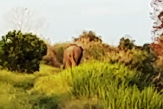 Tangkapan Layar : Gajah memasuki daerah permukiman warga di Desa Bukit Batu, Kecamatan Air Sugihan, Kabupaten Ogan Komering Ilir, Provinsi Sumatera Selatan. (BEKISARMEDIA.ID/SIKUMBANG)