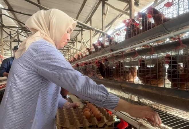 Anggota Komite II Dewan Perwakilan Daerah Republik Indonesia (DPD RI), Hj. Eva Susanti, mengunjungi peternakan ayam petelur di Desa Pangkalan Benteng, Kecamatan Talang Kelapa, Kabupaten Banyuasin, Provinsi Sumatera Selatan. (BEKISARMEDIA.ID/SIKUMBANG)