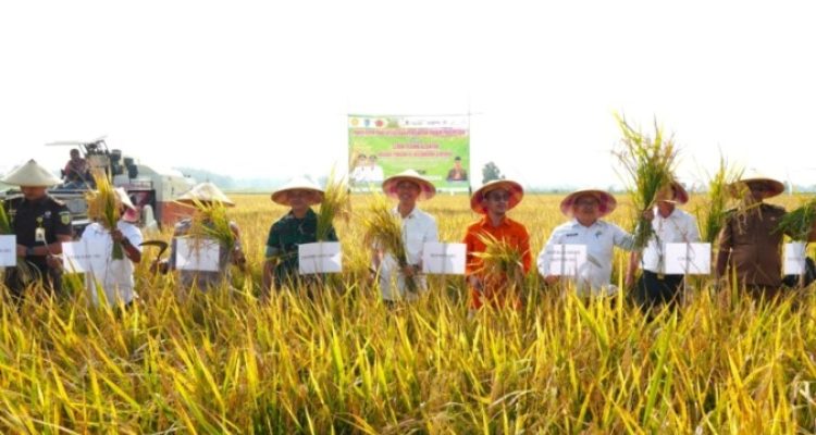 Bupati OKI, H. Muchendi Mahzareki, saat menghadiri panen padi IP300 di Desa Sindang Sari, Kecamatan Lempuing, dan Desa Juk Dadak, Kecamatan Tanjung Lubuk. (BEKISARMEDIA.ID/SIKUMBANG)