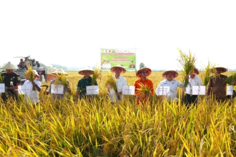 Bupati OKI, H. Muchendi Mahzareki, saat menghadiri panen padi IP300 di Desa Sindang Sari, Kecamatan Lempuing, dan Desa Juk Dadak, Kecamatan Tanjung Lubuk. (BEKISARMEDIA.ID/SIKUMBANG)
