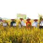 Bupati OKI, H. Muchendi Mahzareki, saat menghadiri panen padi IP300 di Desa Sindang Sari, Kecamatan Lempuing, dan Desa Juk Dadak, Kecamatan Tanjung Lubuk. (BEKISARMEDIA.ID/SIKUMBANG)