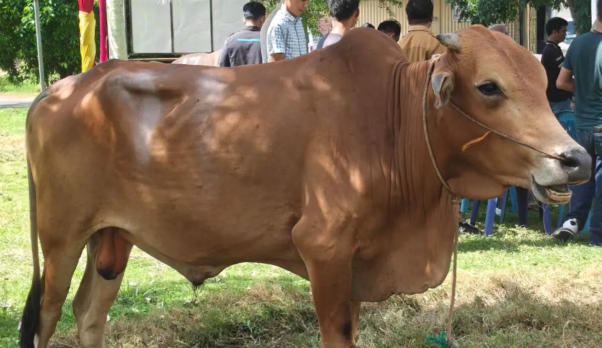 Hewan Kurban pada idul adha tahun 2026 yang diserahkan oleh Wakil Bupati Kabupaten Musi Banyuasin. (BEKISARMEDIA.ID/HAIRUDIN)