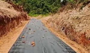 Pemerintah Kecamatan Sanga Desa bersama Pemerintah Desa Macang Sakti, pihak swasta, dan warga setempat, menggelar aksi gotong royong massal untuk memperbaiki kerusakan jalan di Desa Macang Sakti, Kecamatan Sanga Desa, Kabupaten Musi Banyuasin. (BEKISARMEDIA.ID/HAIRUDIN)
